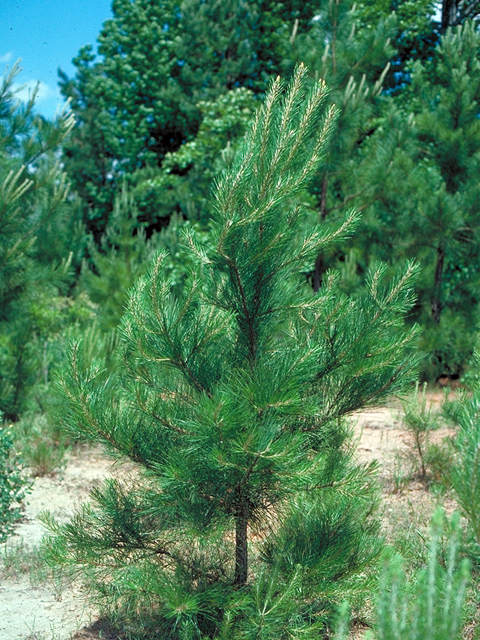 Pinus palustris (Longleaf pine) #17549