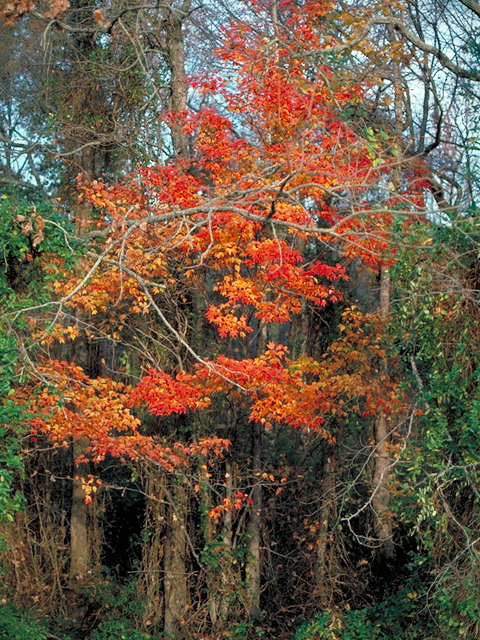 Acer rubrum (Red maple) #17551
