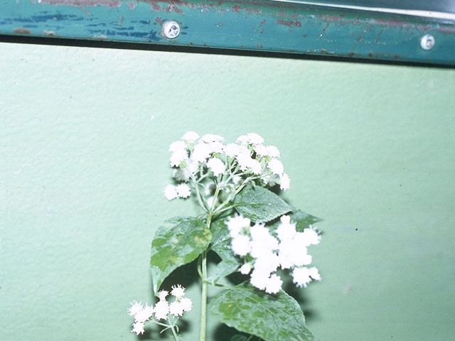 Ageratina altissima var. altissima (White snakeroot) #10307