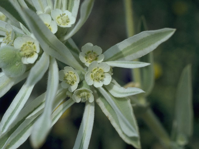 Euphorbia bicolor (Snow on the prairie) #10311