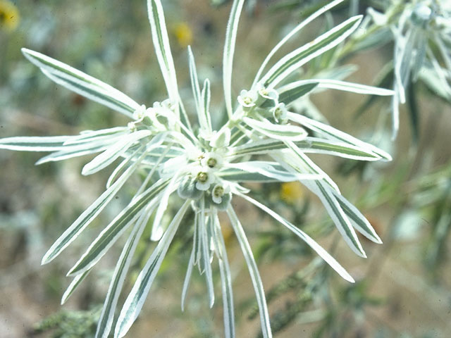 Euphorbia bicolor (Snow on the prairie) #10312