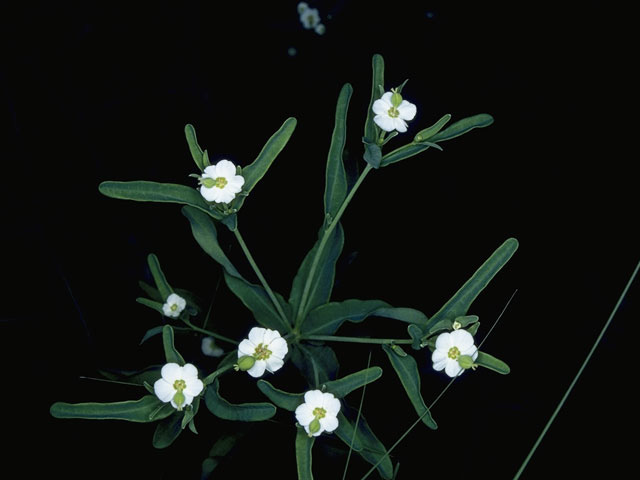 Euphorbia corollata (Flowering spurge) #10314