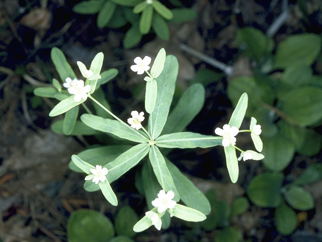 Euphorbia corollata (Flowering spurge) #10315