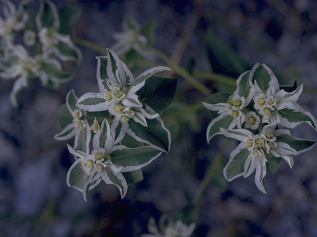 Euphorbia marginata (Snow on the mountain) #10318