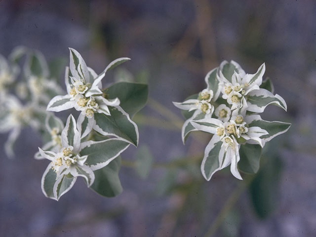 Euphorbia marginata (Snow on the mountain) #10319