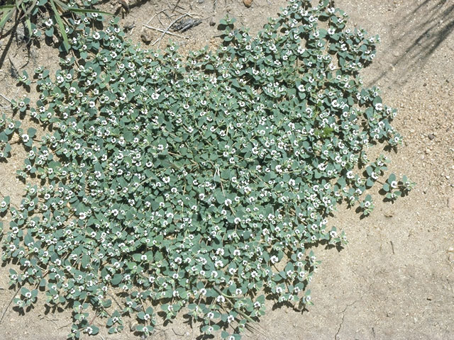Chamaesyce polycarpa (Smallseed sandmat) #10320