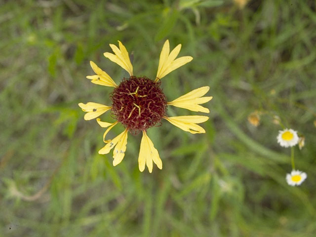 Gaillardia aestivalis var. aestivalis (Lanceleaf blanketflower) #10355