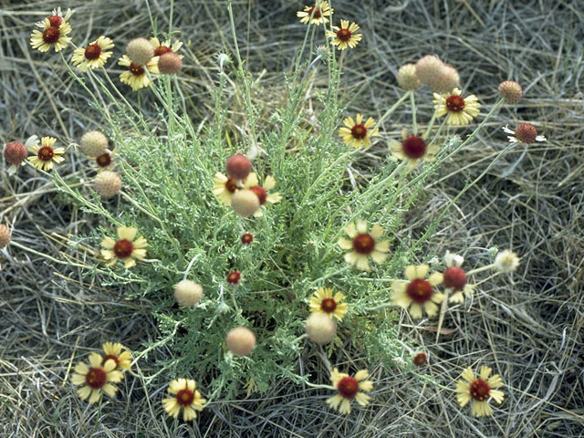 Gaillardia pinnatifida (Red dome blanketflower) #10356