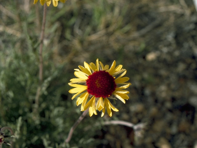 Gaillardia pinnatifida (Red dome blanketflower) #10359