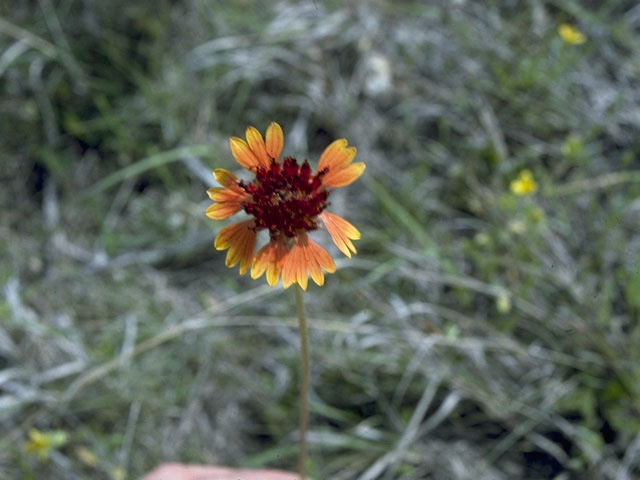 Gaillardia suavis (Pincushion daisy) #10371