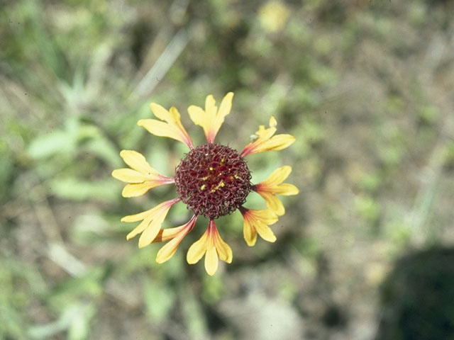 Gaillardia aestivalis var. aestivalis (Lanceleaf blanketflower) #10372