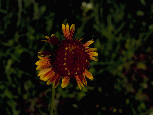 Gaillardia suavis (Pincushion daisy) #10373
