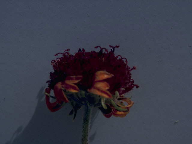 Gaillardia suavis (Pincushion daisy) #10375