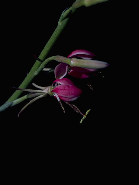 Oenothera suffrutescens (Scarlet beeblossom) #10379