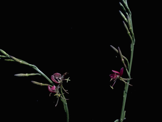 Oenothera suffrutescens (Scarlet beeblossom) #10381