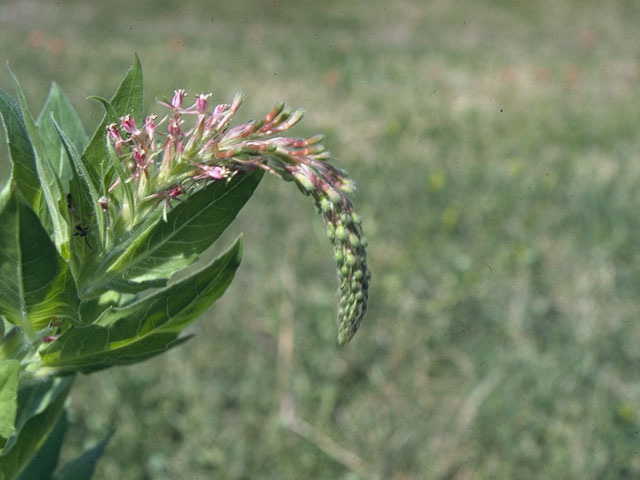 Oenothera curtiflora (Velvetweed) #10387