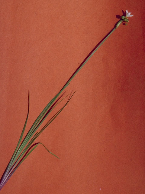 Tetraneuris linearifolia var. linearifolia (Fineleaf fournerved daisy) #10440