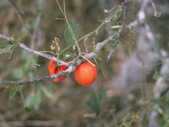 Ibervillea lindheimeri (Balsam gourd) #10457