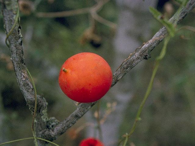 Ibervillea lindheimeri (Balsam gourd) #10458