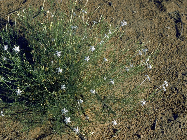 Ipomopsis longiflora (Flaxflowered ipomopsis) #10465