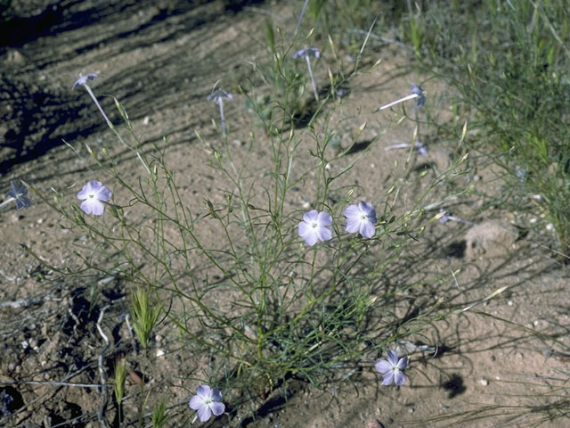 Ipomopsis longiflora (Flaxflowered ipomopsis) #10466