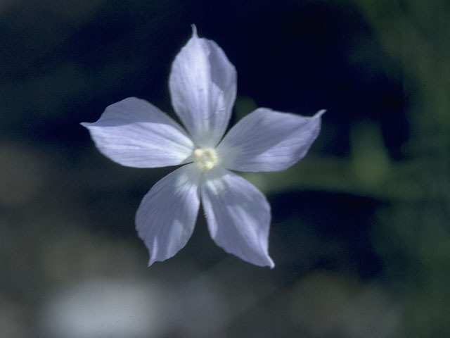 Ipomopsis longiflora (Flaxflowered ipomopsis) #10469