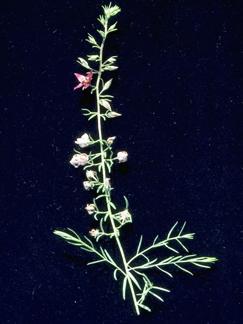 Krameria lanceolata (Trailing krameria) #10512
