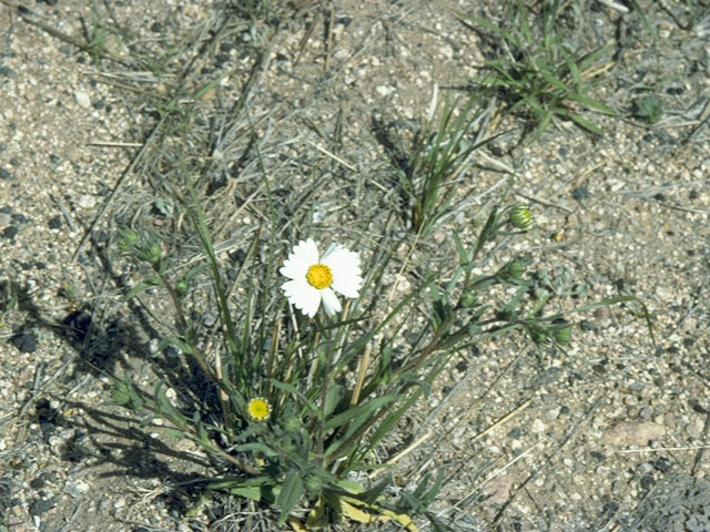 Layia glandulosa (White-daisy tidytips) #10526