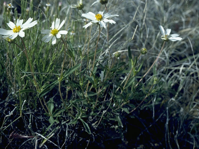 Layia glandulosa (White-daisy tidytips) #10527