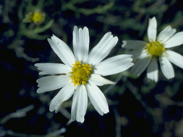 Layia glandulosa (White-daisy tidytips) #10528