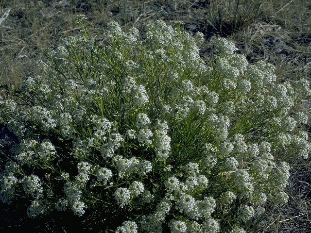 Lepidium montanum (Mountain peppergrass) #10530
