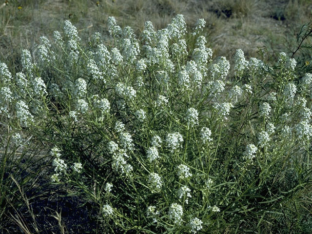 Lepidium montanum (Mountain peppergrass) #10531