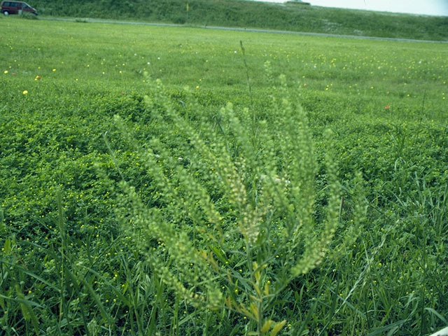 Lepidium virginicum (Virginia peppergrass) #10532