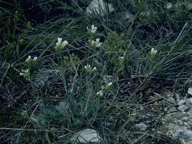 Lesquerella ovalifolia (Roundleaf bladderpod) #10537