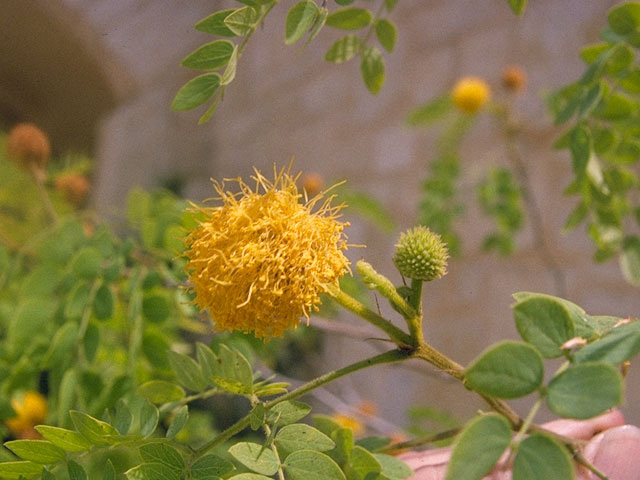 Leucaena retusa (Goldenball leadtree) #10540