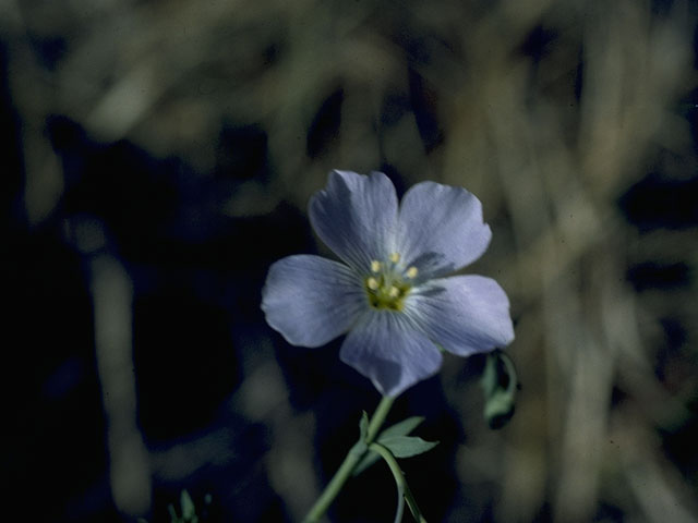 Linum lewisii (Wild blue flax) #10568