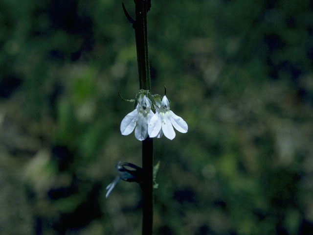 Lobelia appendiculata (Pale lobelia) #10593