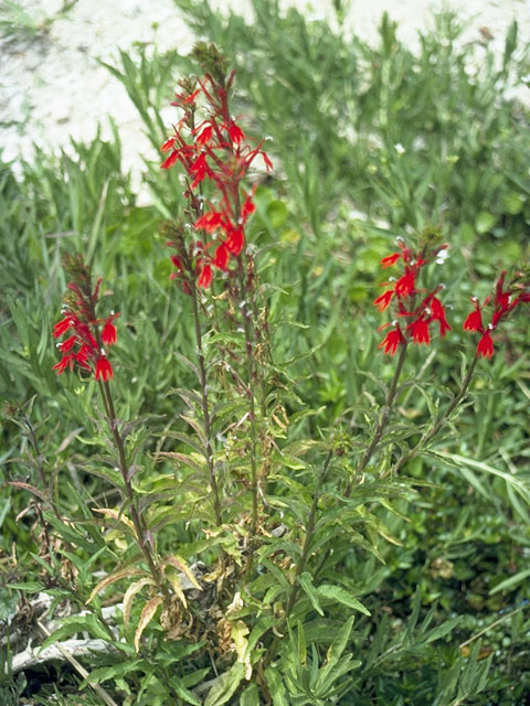 Lobelia cardinalis (Cardinal flower) #10595