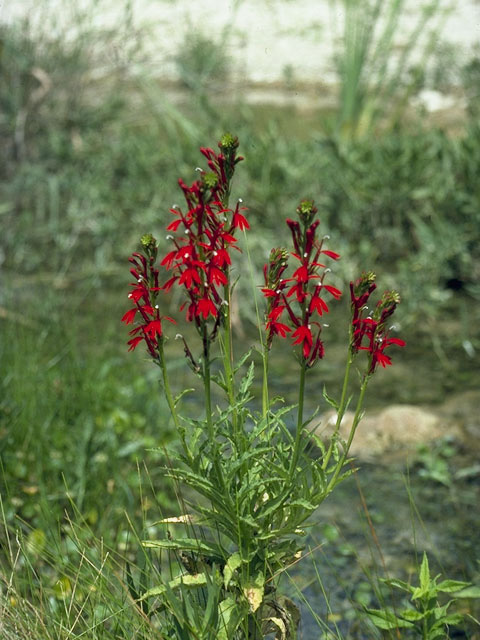 Lobelia cardinalis (Cardinal flower) #10596