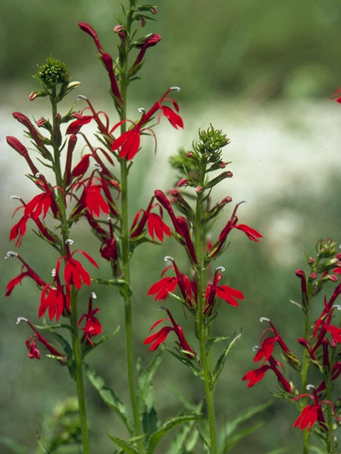 Lobelia cardinalis (Cardinal flower) #10597