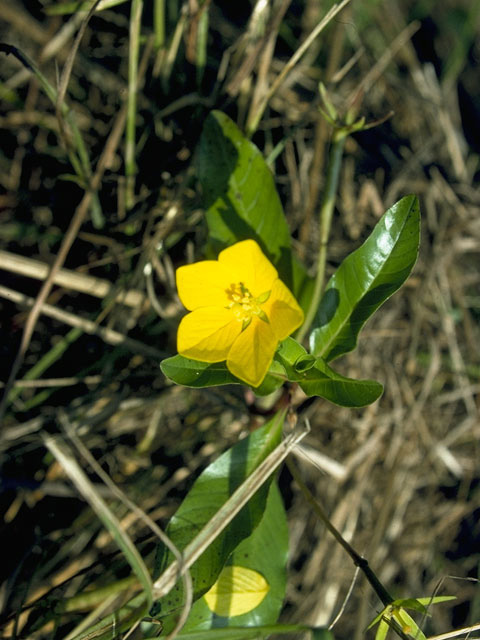 Ludwigia peploides (Floating primrose-willow) #10608