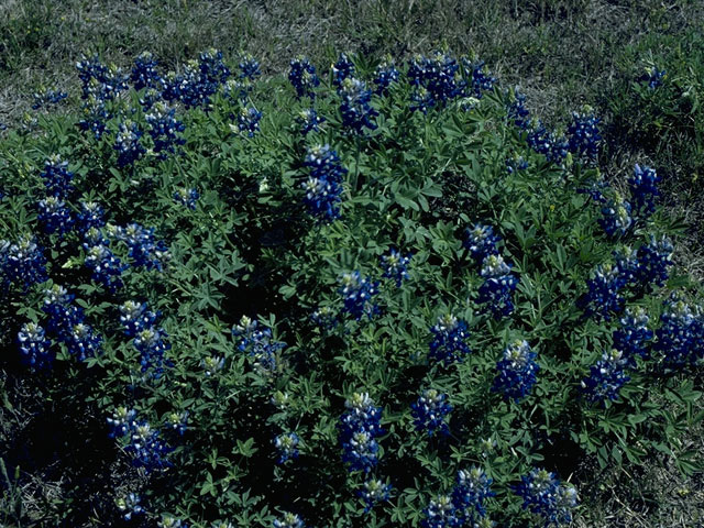 Lupinus texensis (Texas bluebonnet) #10621