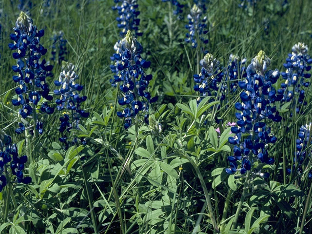 Lupinus texensis (Texas bluebonnet) #10623