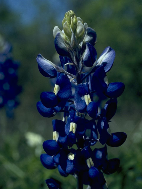 Lupinus texensis (Texas bluebonnet) #10627