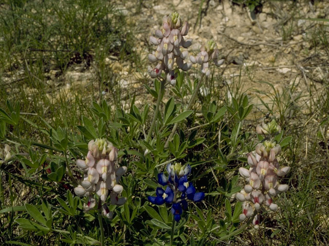 Lupinus texensis (Texas bluebonnet) #10630