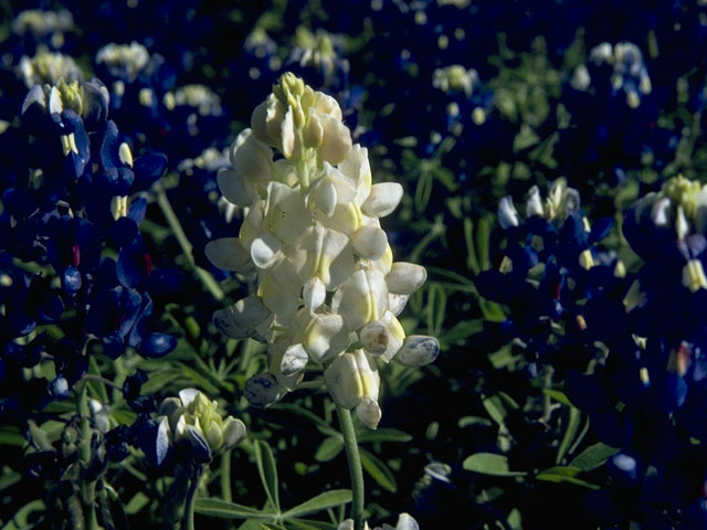 Lupinus texensis (Texas bluebonnet) #10633
