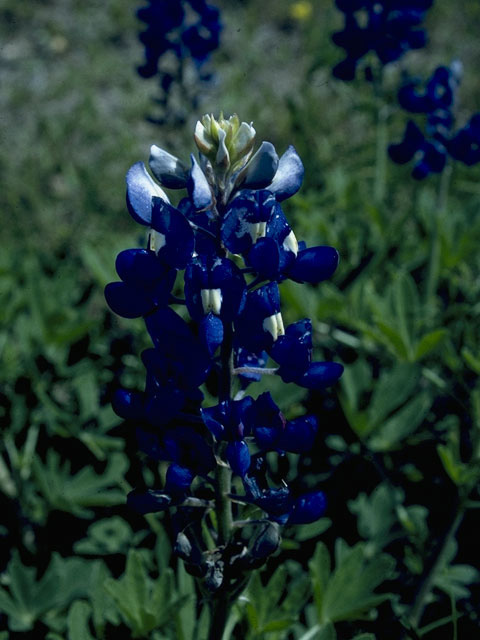 Lupinus texensis (Texas bluebonnet) #10635