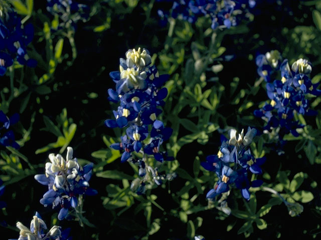 Lupinus texensis (Texas bluebonnet) #10636