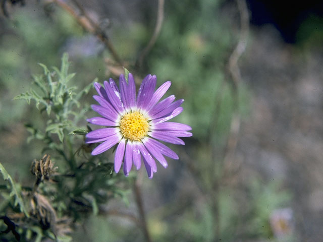 Machaeranthera tanacetifolia (Tahoka daisy) #10647