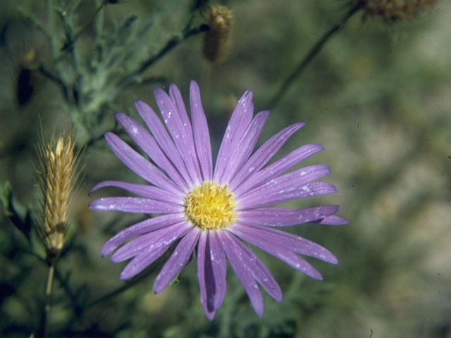 Machaeranthera tanacetifolia (Tahoka daisy) #10649